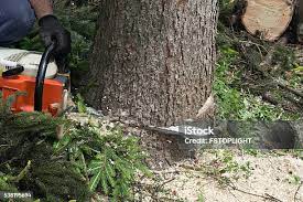 Best Lawn Pest Prevention  in Homestead Valley, CA