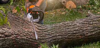 Best Lawn Mowing  in Homestead Valley, CA