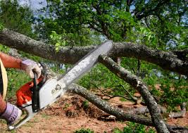 Best Emergency Tree Removal  in Homestead Valley, CA
