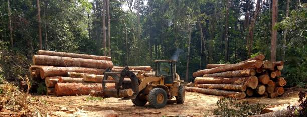  Homestead Valley, CA Tree Care Pros