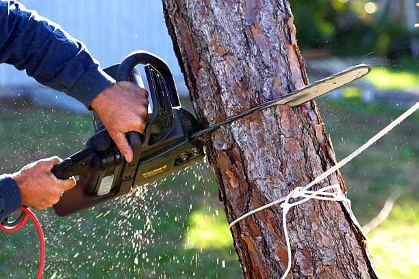 Lawn Watering Services in Homestead Valley, CA