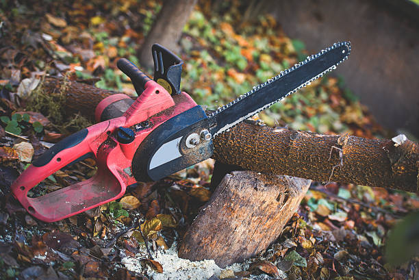 Best Root Management and Removal  in Homestead Valley, CA