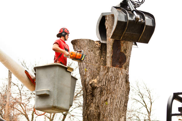 Best Tree Trimming and Pruning  in Homestead Valley, CA
