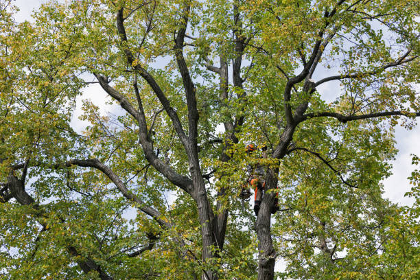 Best Storm Damage Tree Cleanup  in Homestead Valley, CA